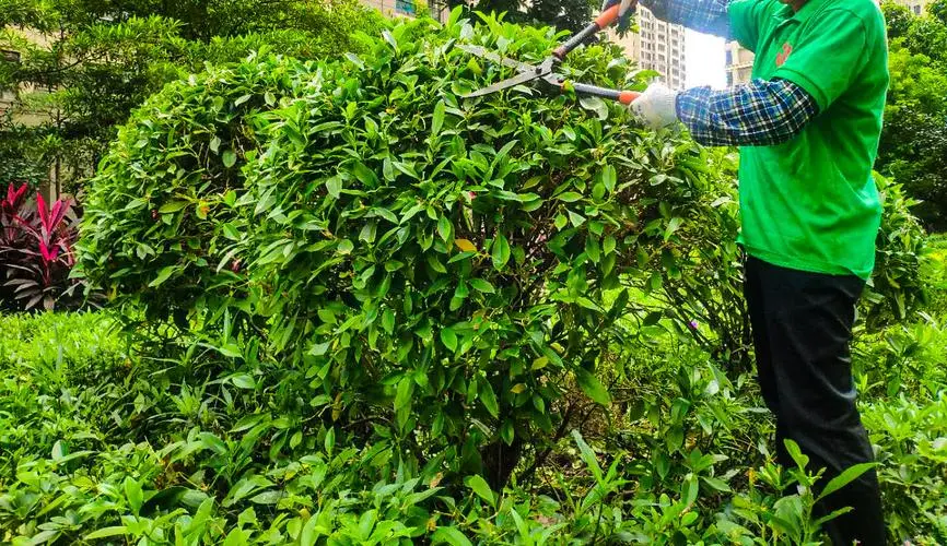 城市园林乱象频现，整改方案紧急发布，让花园更美丽！